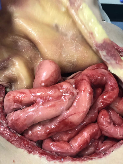 MSURG050 Abdominal Surgical Training Model Flexible image 3