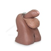 MW300 Male Genitalia Trainer