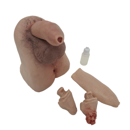 MW300 Male Genitalia Trainer