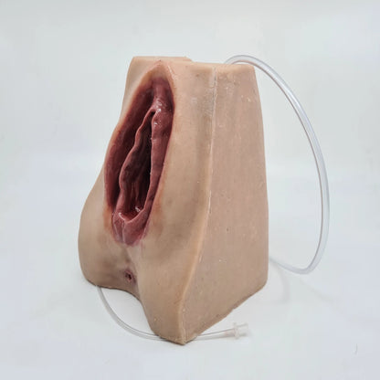 MW227 Advanced Perineal Suture Trainer image 2